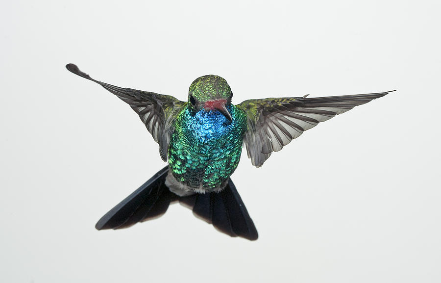 Broadbill Hummingbird in Flight #1 Photograph by Gregory Scott
