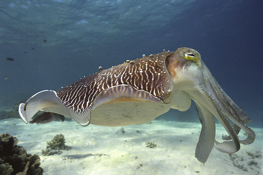 Broadclub Cuttlefish #1 by Peter Scoones