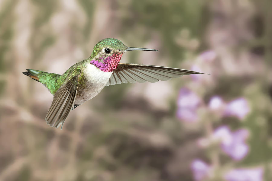 Broadtail Hummingbird in Flight #1 Photograph by Gregory Scott