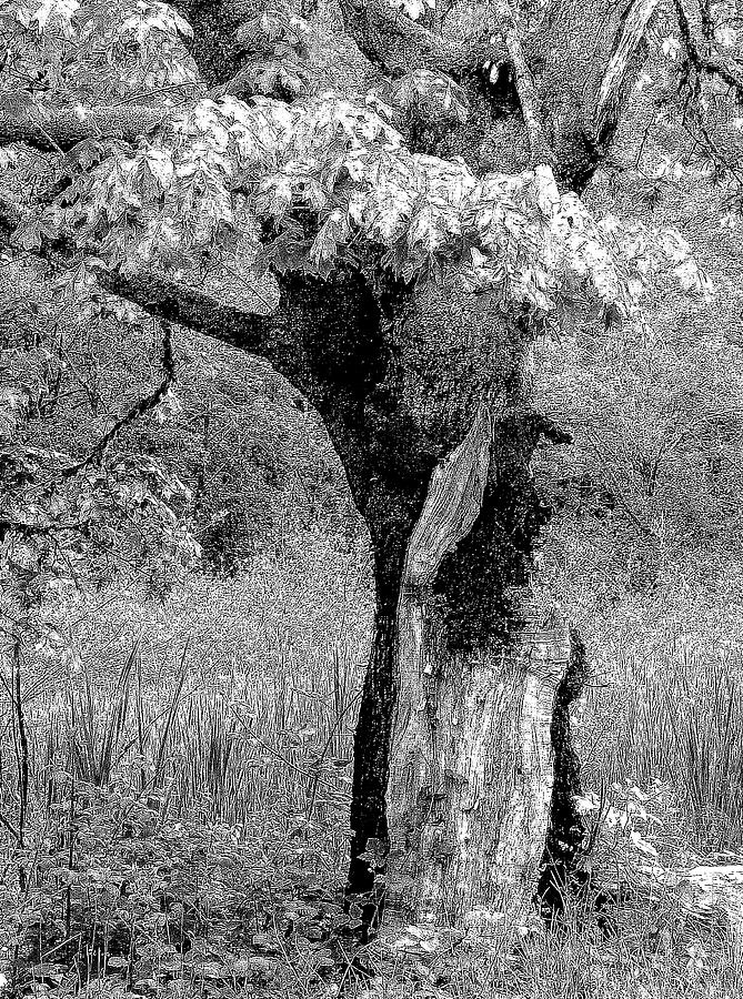 Broken Tree #1 Photograph by Lori Seaman