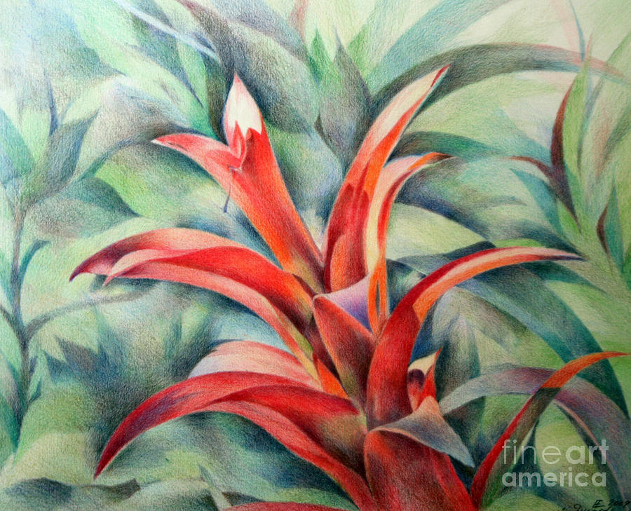 Flower Drawing - Bromeliad #1 by Natalia Eremeyeva Duarte