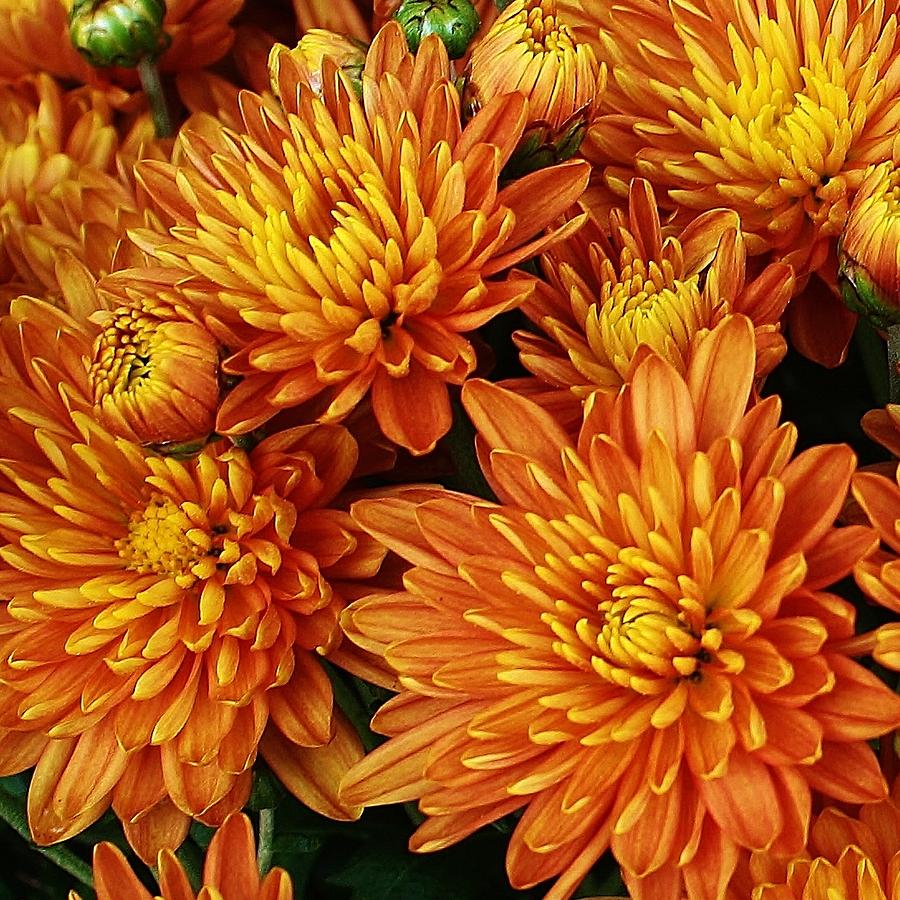 Bronze Mums Photograph - Bronze Mums Fine Art Print