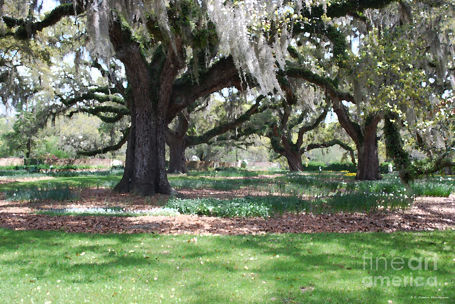 Brookgreen 1 Photograph by Gordon Mooneyhan