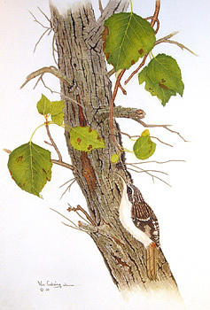 Birds Painting - Brown Creeper by Bill Gehring Birds Painting - Brown Creeper by Bill Gehring