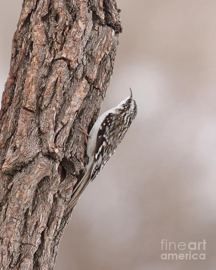 Brown Creeper #1 Photograph by Jack R Brock
