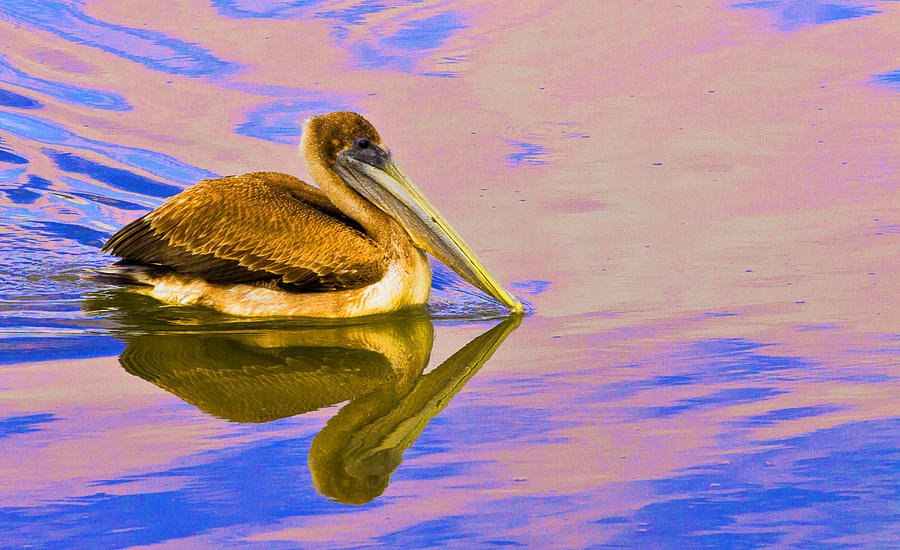 Brown Pelican #1 Photograph by Bill Barber