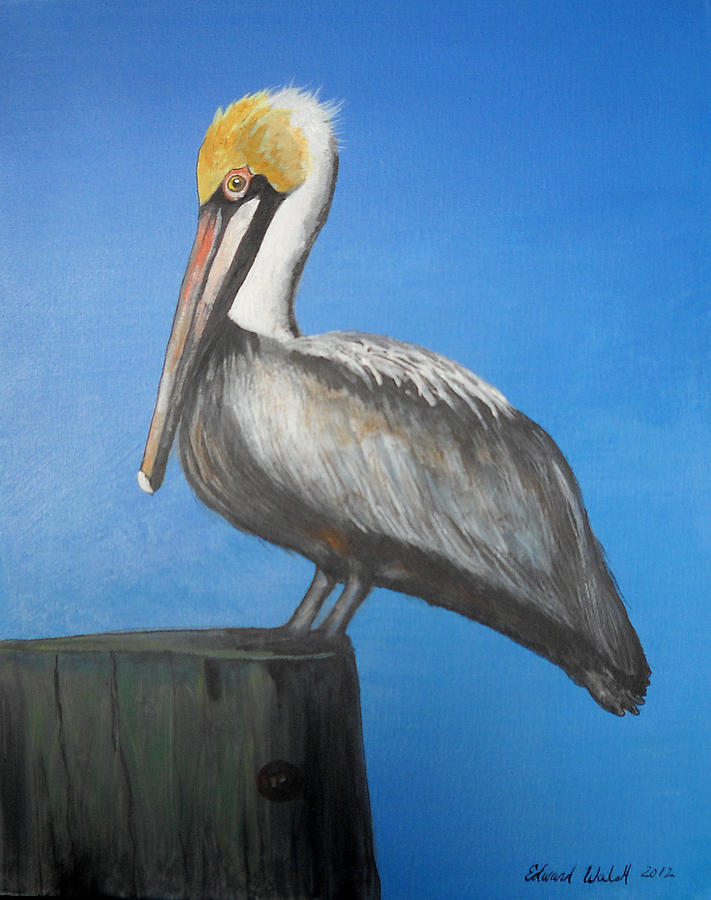 Brown Pelican Painting by Edward Walsh