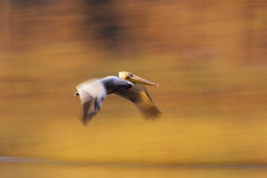 Brown Pelican Flying North America #1 Photograph by Tim Fitzharris