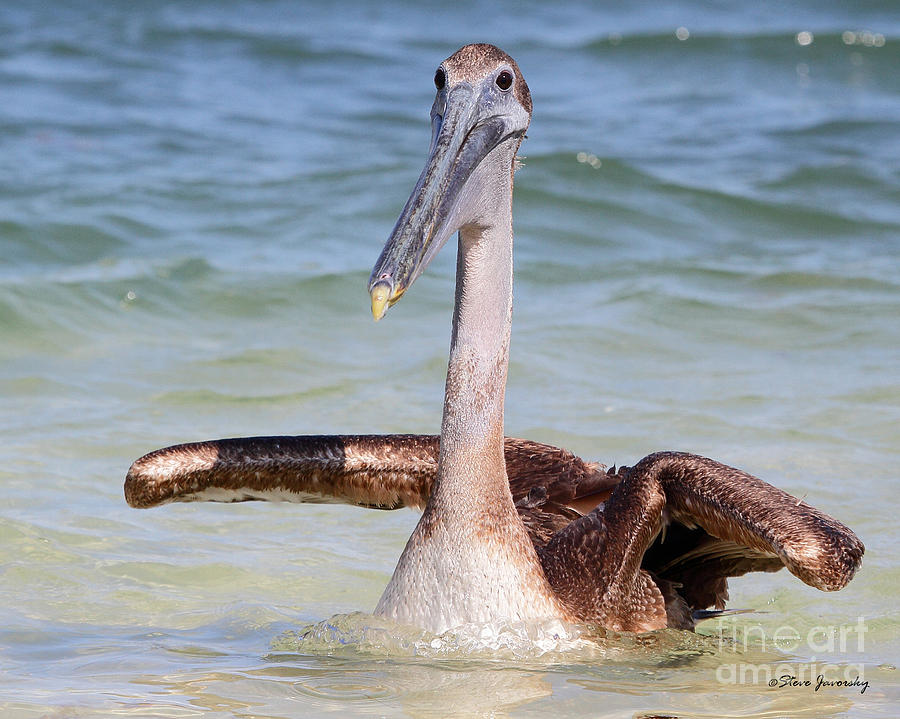 Brown Pelican #1 Photograph by Steve Javorsky