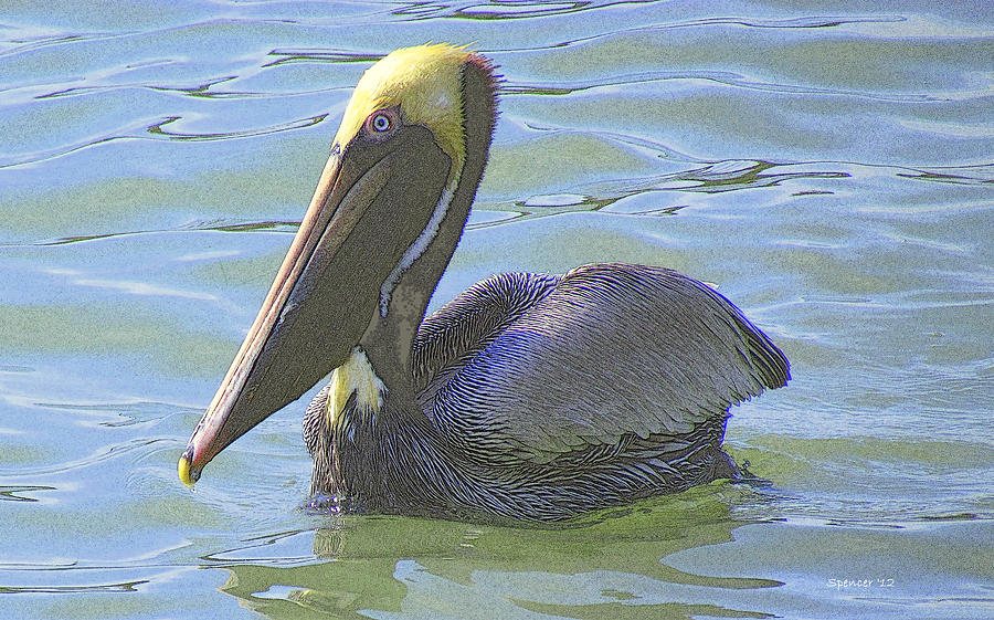 Brown Pelican #1 Photograph by T Guy Spencer