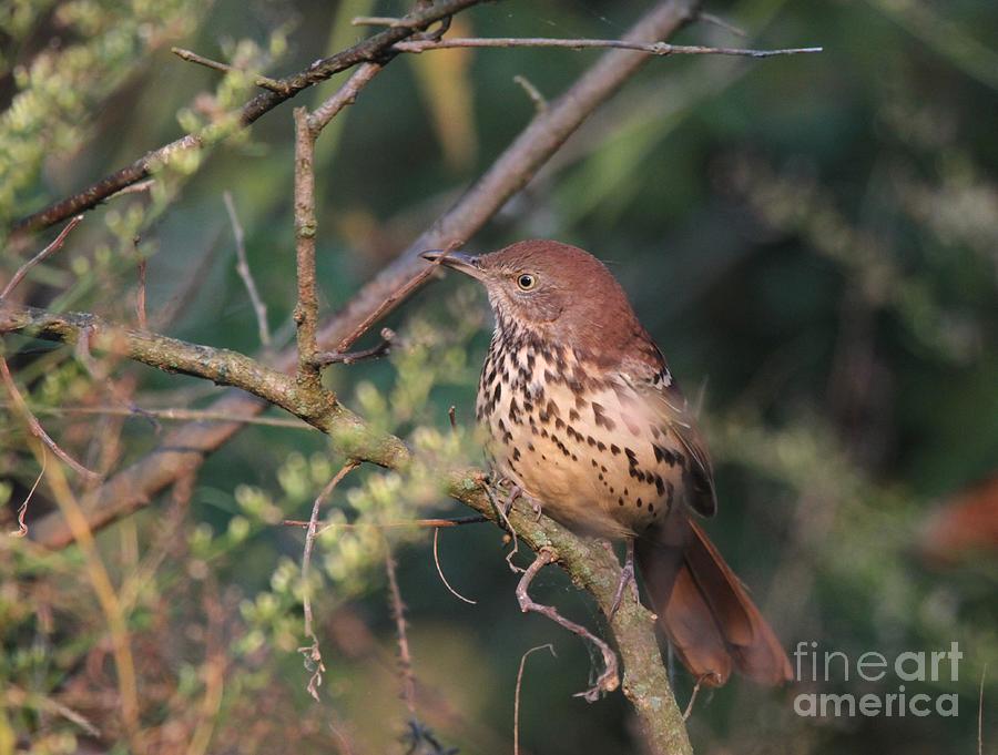 Brown Thrasher #1 Photograph by Jack R Brock