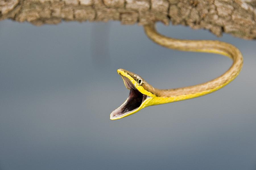 Animal Photograph - Brown Vine Snake, Oxybelis Aeneus #1 by Jack Goldfarb