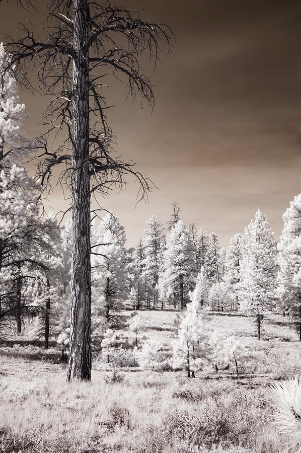 Landscape Photograph - Bryce Canyon Infrared Trees #1 by Mike Irwin
