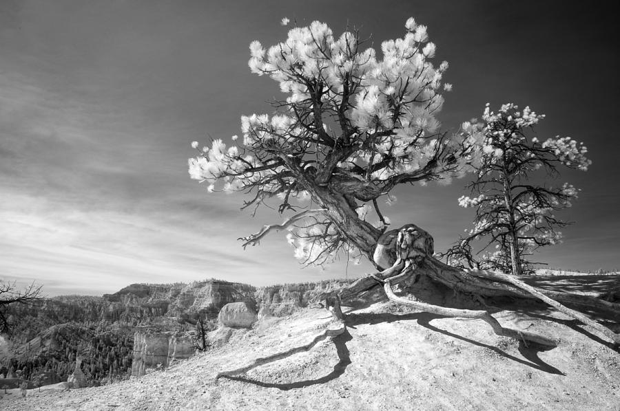 Nature Photograph - Bryce Canyon Tree Sculpture #1 by Mike Irwin