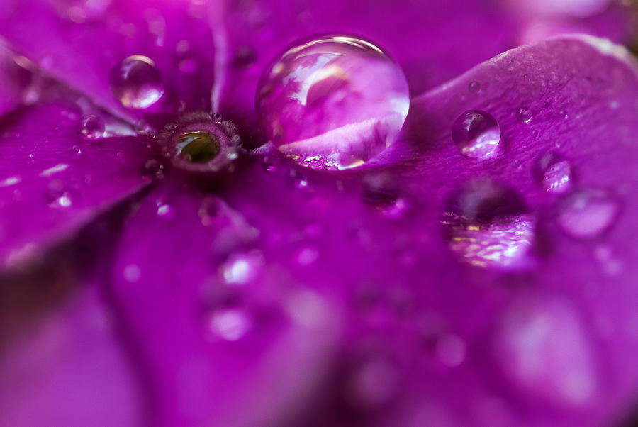 Bubble Gum Photograph by Gene Hilton - Fine Art America