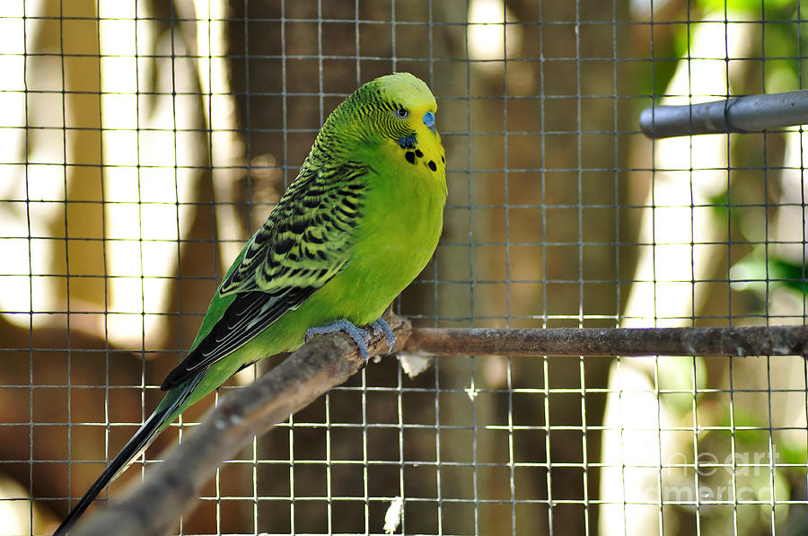 Budgerigar - Parakeet #1 Photograph by Kaye Menner