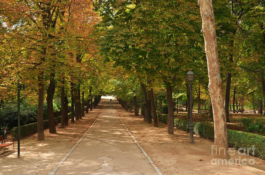 Tree Photograph - Buen Retiro Park. Madrid #1 by Kevin Gallagher