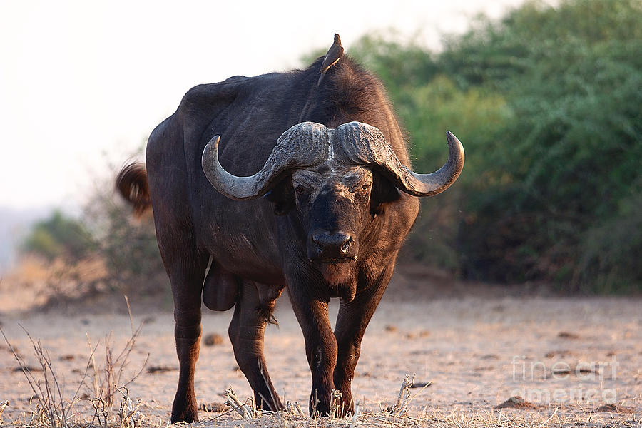 Buffalo Bull #1 Photograph by Mareko Marciniak