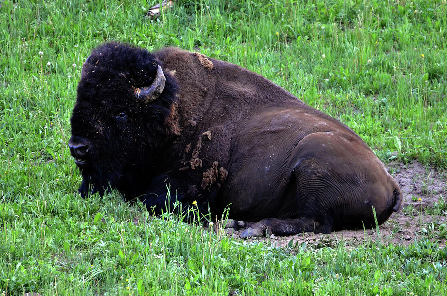 Buffalo Chill #1 Photograph by La Dolce Vita