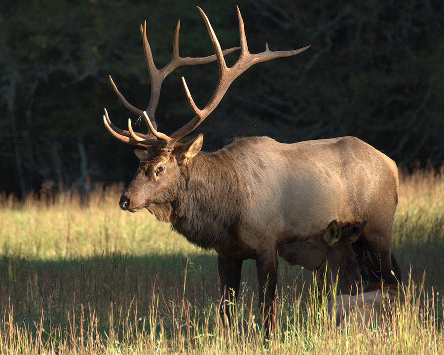 Elk Description Habitat Reproduction amp Facts Britannica
