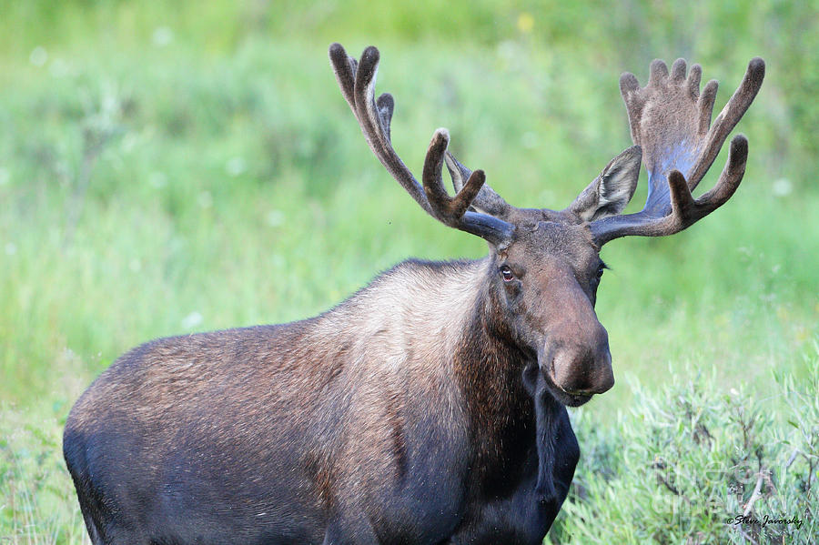 Bull Moose #1 Photograph by Steve Javorsky
