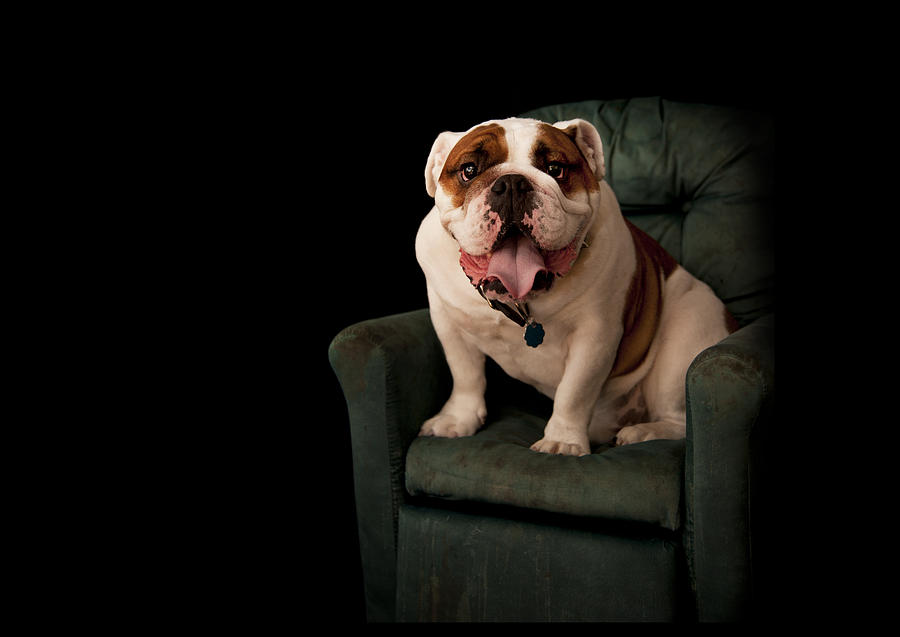 Dog Photograph - Bulldog2 #1 by Thomas Kessler