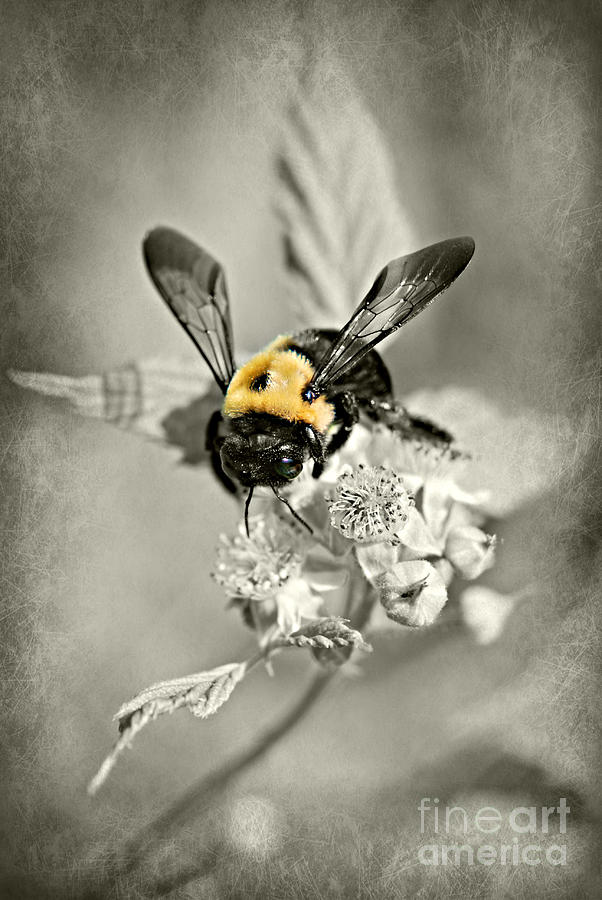 Bumble-Bee  #1 Photograph by Lila Fisher-Wenzel