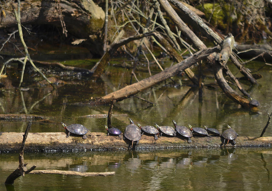 Bumps on a log Photograph by Brian Stevens - Fine Art America