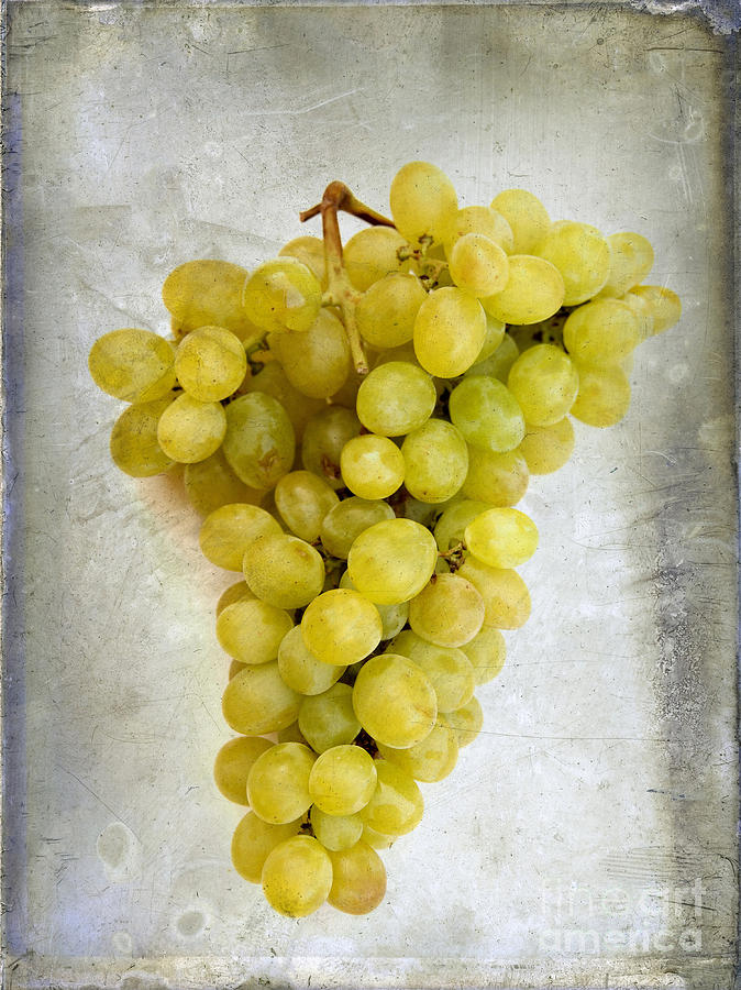 Still Life Photograph - Bunch of grapes #1 by Bernard Jaubert