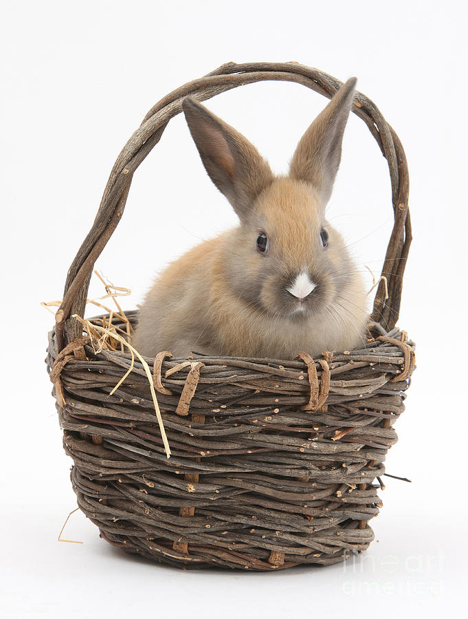 Bunny In A Basket #5 Photograph by Mark Taylor