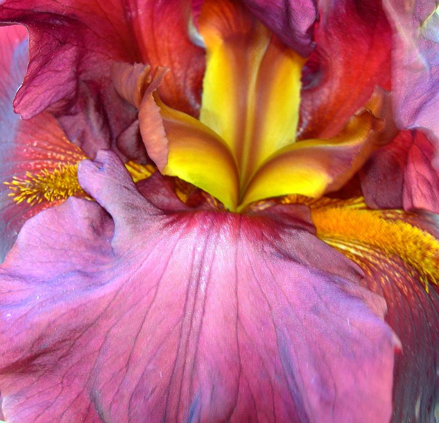 Burgundy Iris #1 Photograph by Randy Rosenberger