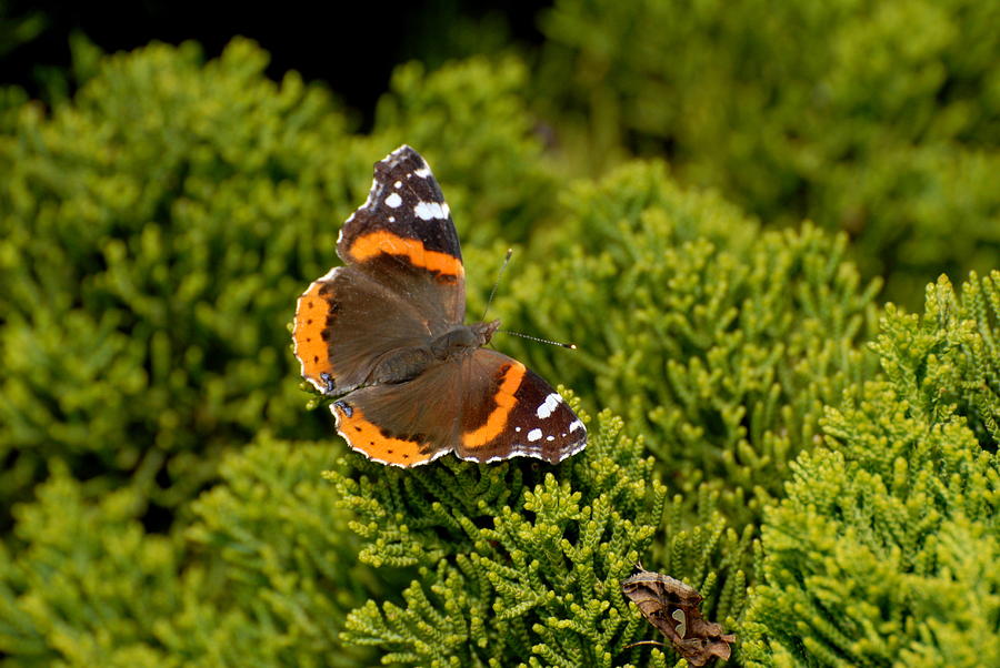 Butterfly 116 #1 Photograph by Joyce StJames