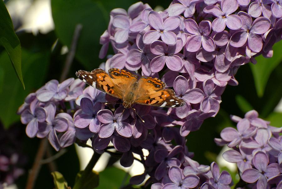 Butterfly 118 #1 Photograph by Joyce StJames