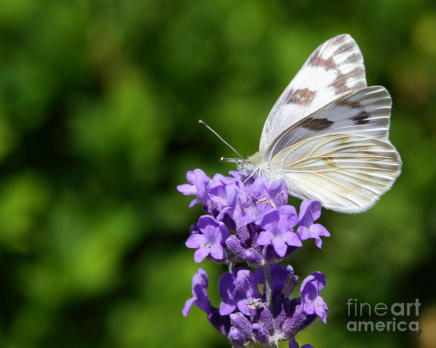 Butterfly and Flower #1 Photograph by Steve Javorsky