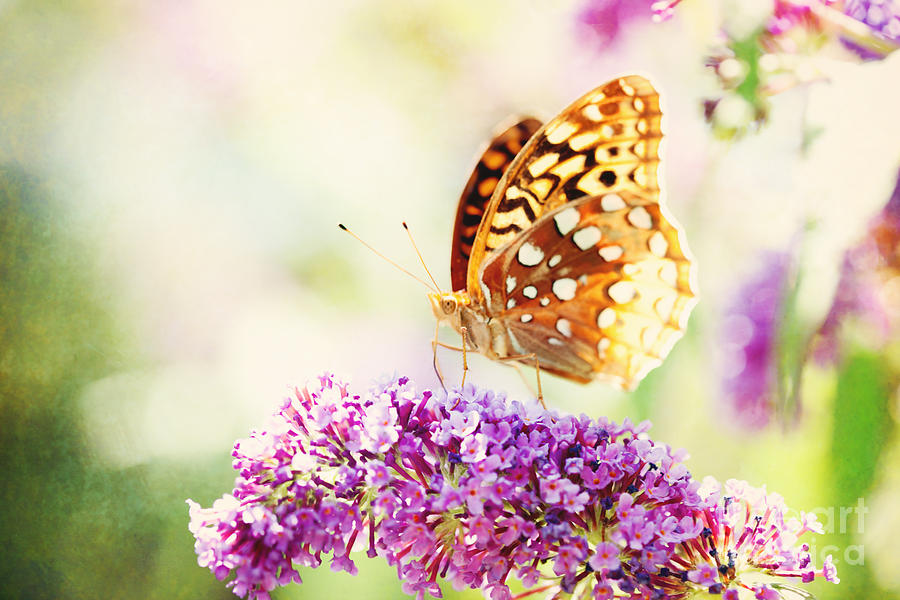 Butterfly Photograph - Butterfly Beauty #1 by Kim Fearheiley