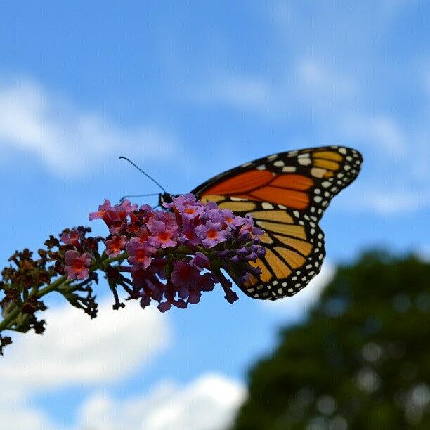 Butterfly Photograph - #butterfly #butterflybush #flower #1 by Austin Engel
