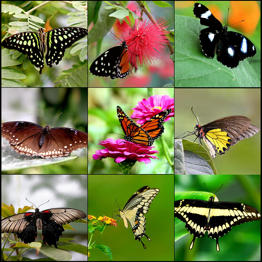 Butterfly Collage Photograph by Imagevixen Photography