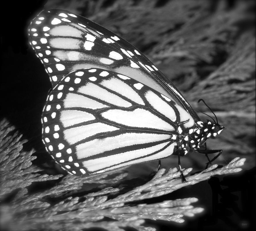 Butterfly Collection Black White #1 Photograph by Debra     Vatalaro