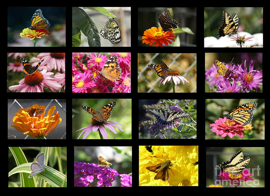 Butterfly Collection Photograph by Yumi Johnson
