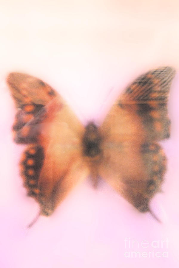Butterfly Dreams #1 Photograph by Margie Hurwich