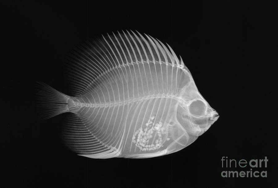 Butterfly Fish X-ray #1 Photograph by Ted Kinsman
