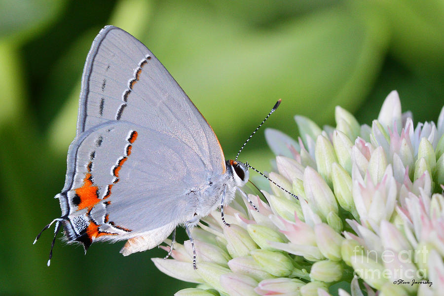 Butterfly Flower #1 Photograph by Steve Javorsky