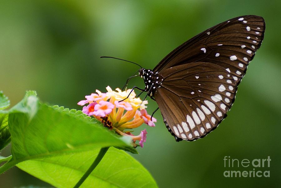 Butterfly #1 Photograph by Fotosas Photography