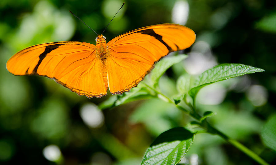Butterfly Photograph - Butterfly Gardens #1 by Mike Rivera