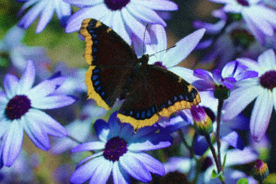 Butterfly In Blue #1 Photograph by Heidi Smith
