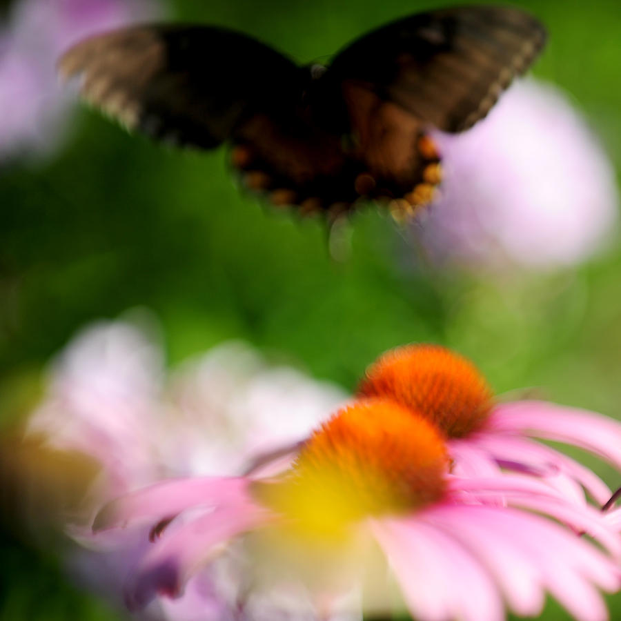 Butterfly Photograph - Butterfly in Flight #1 by Frank DiGiovanni