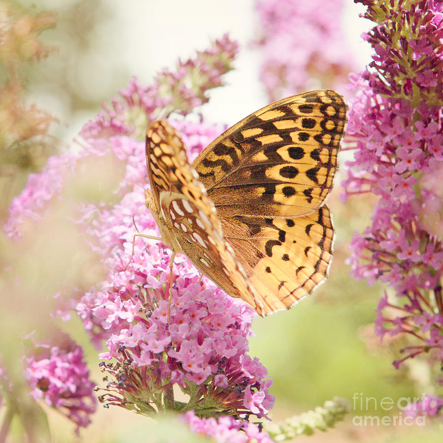Butterfly Photograph - Butterfly #1 by Kim Fearheiley