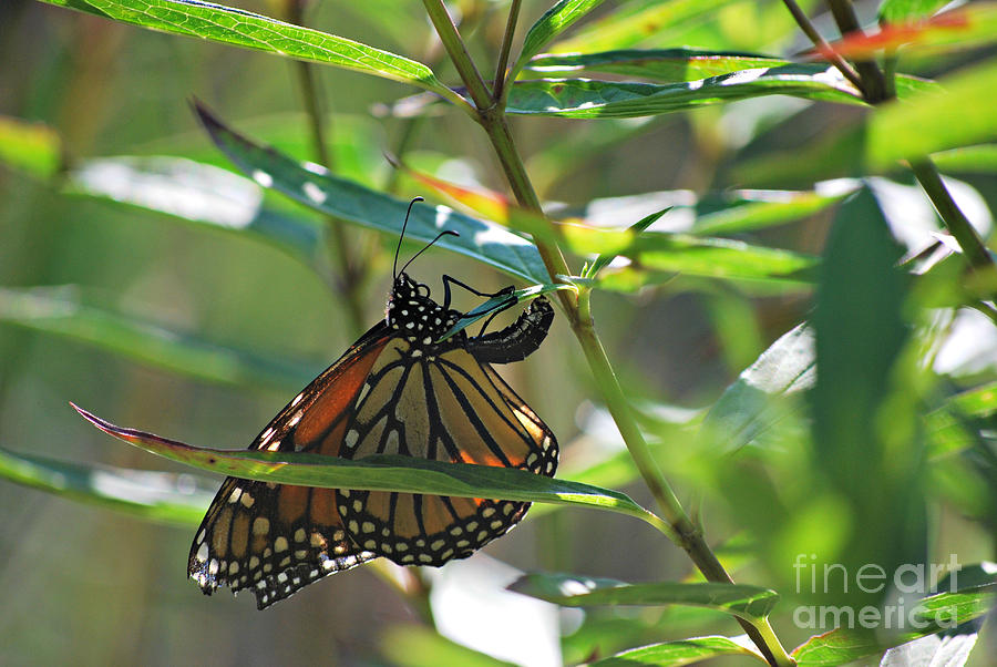Butterfly Life Cycle Begins Again #1 Photograph by Lila Fisher-Wenzel