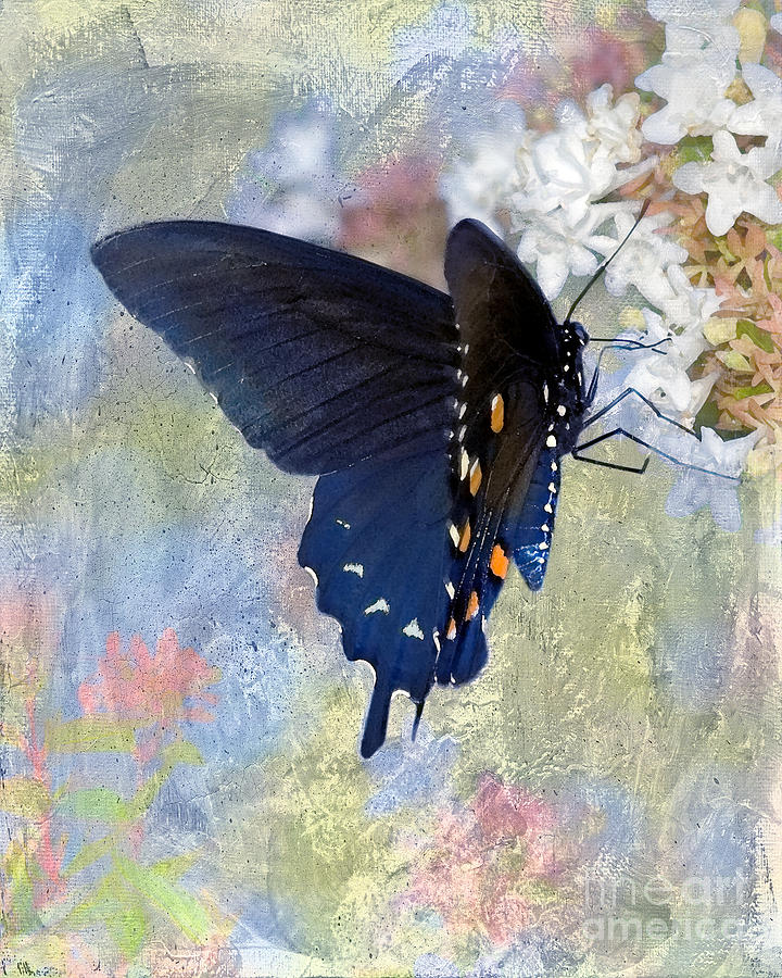 Butterfly Love #1 Photograph by Betty LaRue