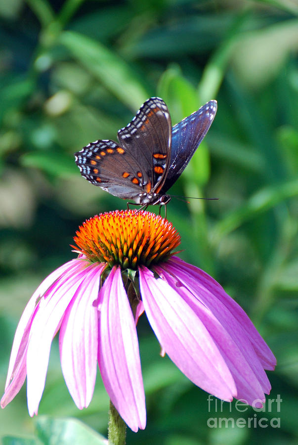 Butterfly on Cone Flower #1 Photograph by Lila Fisher-Wenzel